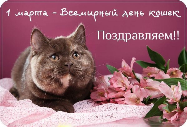 Всемирный день кота