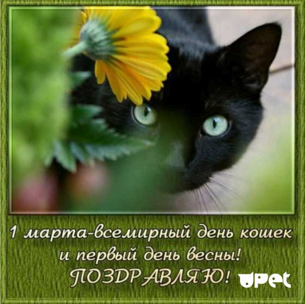 День кошек в России