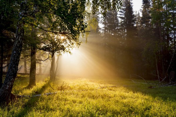 Утро природа