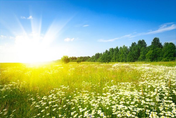 Луг на рассвете