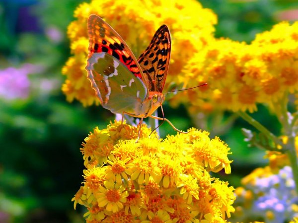 Лето картинки