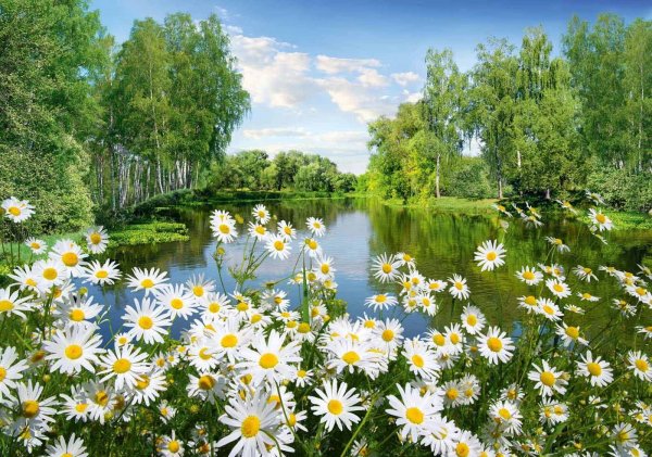 Ромашковая Русь