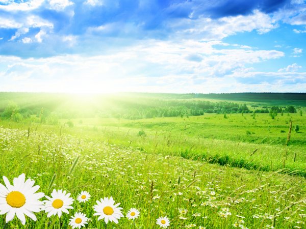 Поле солнце