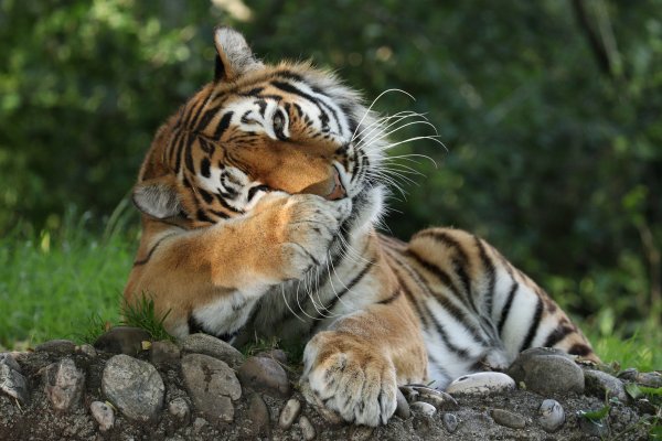 Хорошего дня тигр