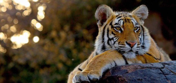 Тигр National Geographic