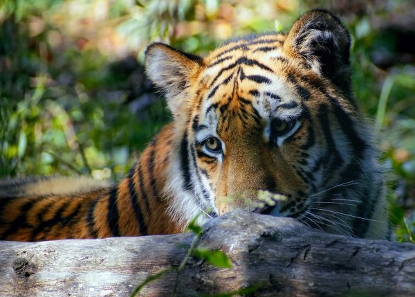 Международный день тигра (International Tiger Day)