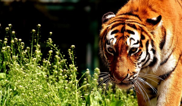 День тигра фото