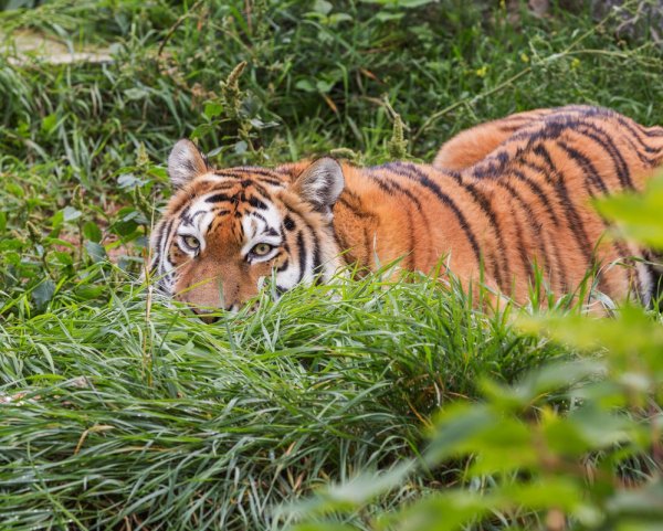 День Амурского тигра
