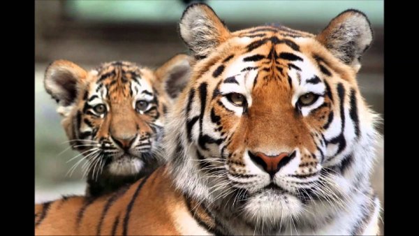 Исчезнувшие виды тигров