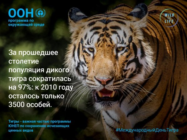 День тигра презентация для детей