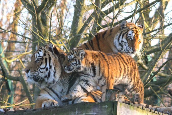 Уссурийский тигр бенгальский тигр