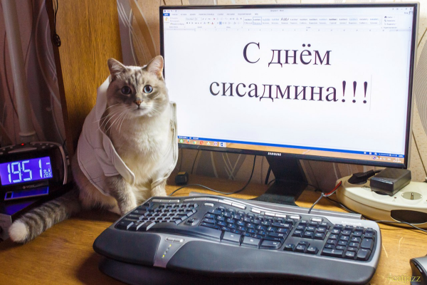 Кот системный администратор