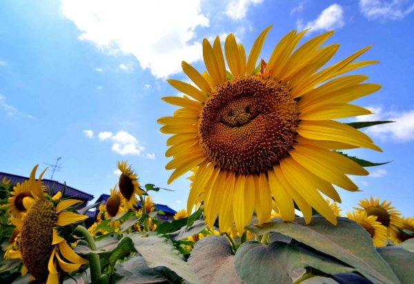 Одинокий подсолнух