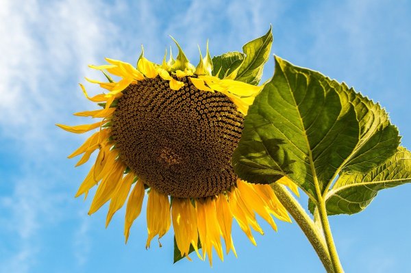 Веселые Подсолнухи