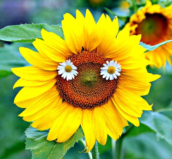 Жёлтые поля на Кубани