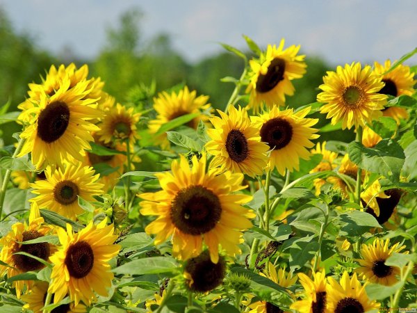 Смеющийся подсолнух