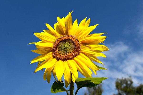 Утро Подсолнухи