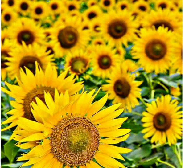 11. Подсолнечник