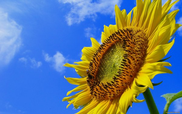 Подсолнечник или подсолнух