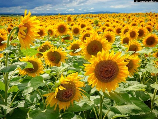 Подсолнух Ziggy