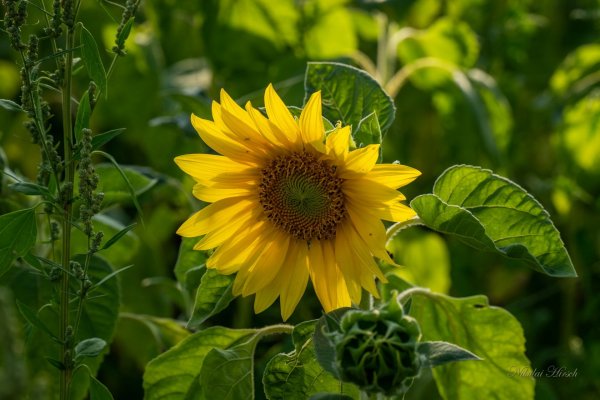 Подсолнух литературный