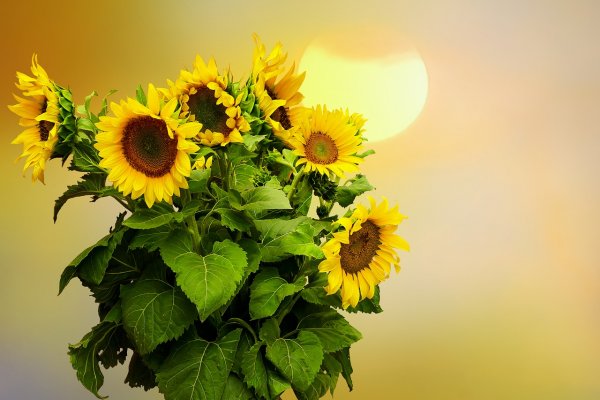 Картинки Подсолнухи красивые