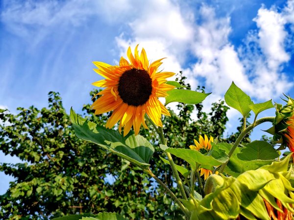 Аватарка подсолнух