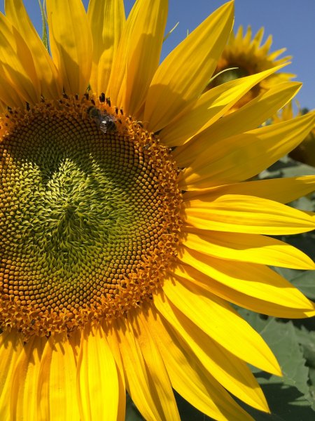 Милый подсолнух