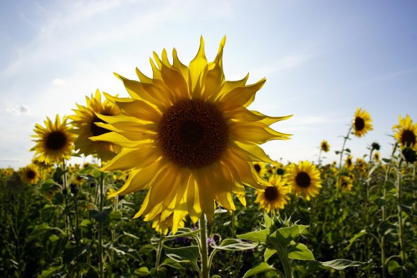 Завод floarea soarelui Бельцы