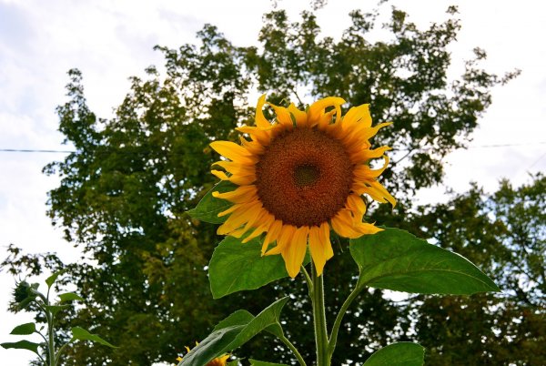 Обои на телефон Подсолнухи