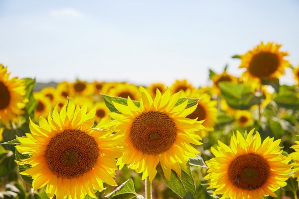 Хромакей цветок подсолнух