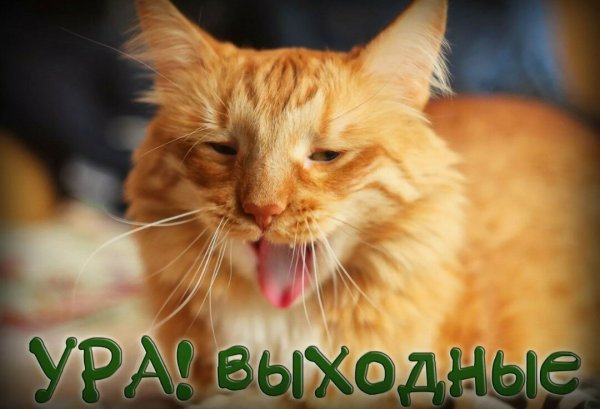 Ура длинные выходные