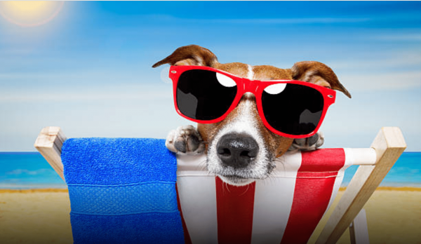 Шезлонг для собак