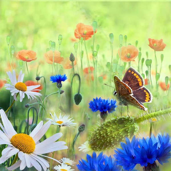 Пожелание доброго летнего утра и хорошего дня