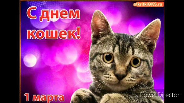 Всемирный день кошек открытки