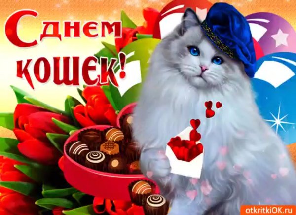 Котик праздник