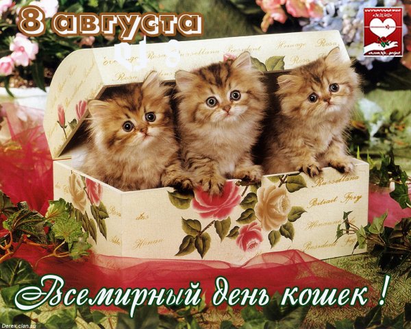 08 Августа день кошек