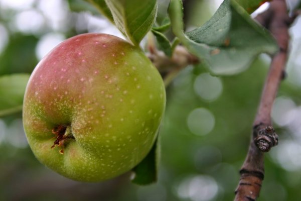Ермолай Никомидийский