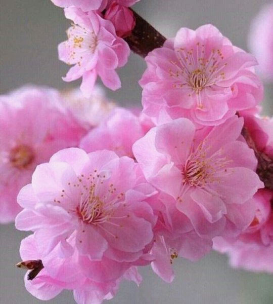 Соцветие Сакуры