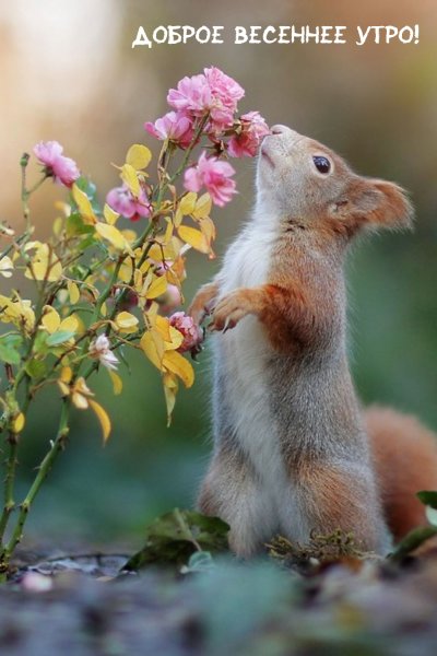 Забавные животные