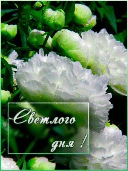 Открытки светлого дня