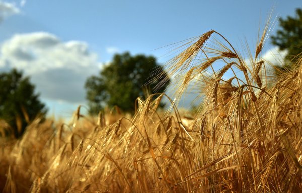 29. Финогеев день