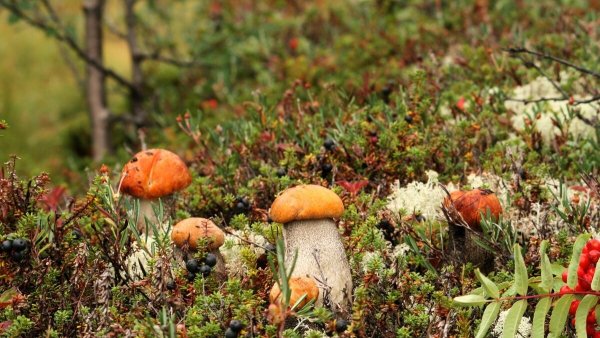 Пшеница 5 класс