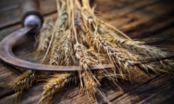 Зерновые культуры славян