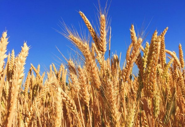 Икона Священномученик Афиноге́н Пидахфойский, Севастийский, епископ