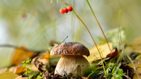 Грибочки Калевальские