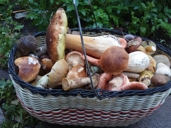 Финогеев день картинки