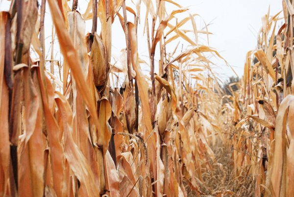 Яровой сноп