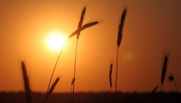 Лето зелень