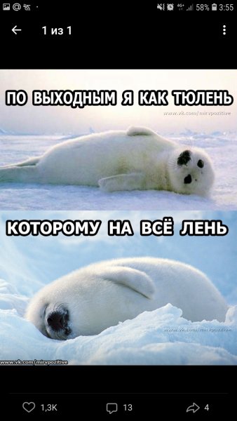 Лень тюлень